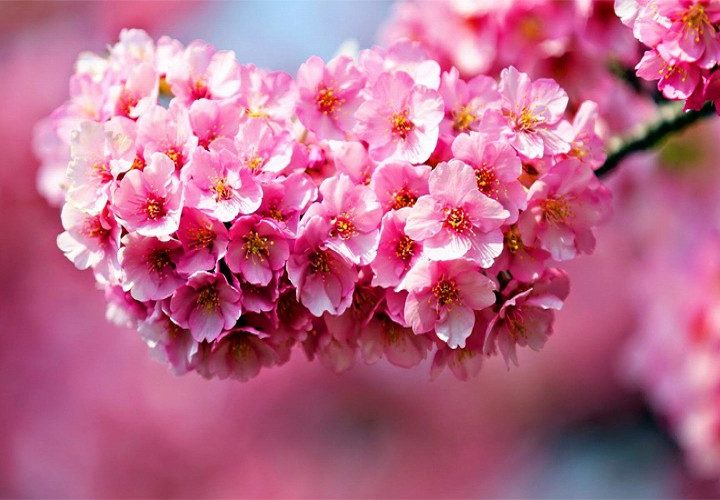 Tổng hợp những bài thơ về hoa Đào ấm áp ngày xuân, hoa anh đào và tình yêu